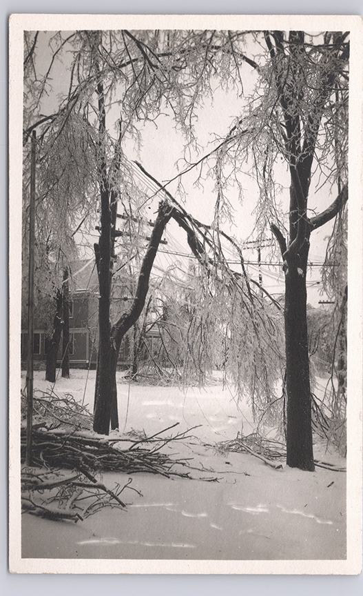 11162-Ice Storm Damage - Damaged trees, Downed power lines